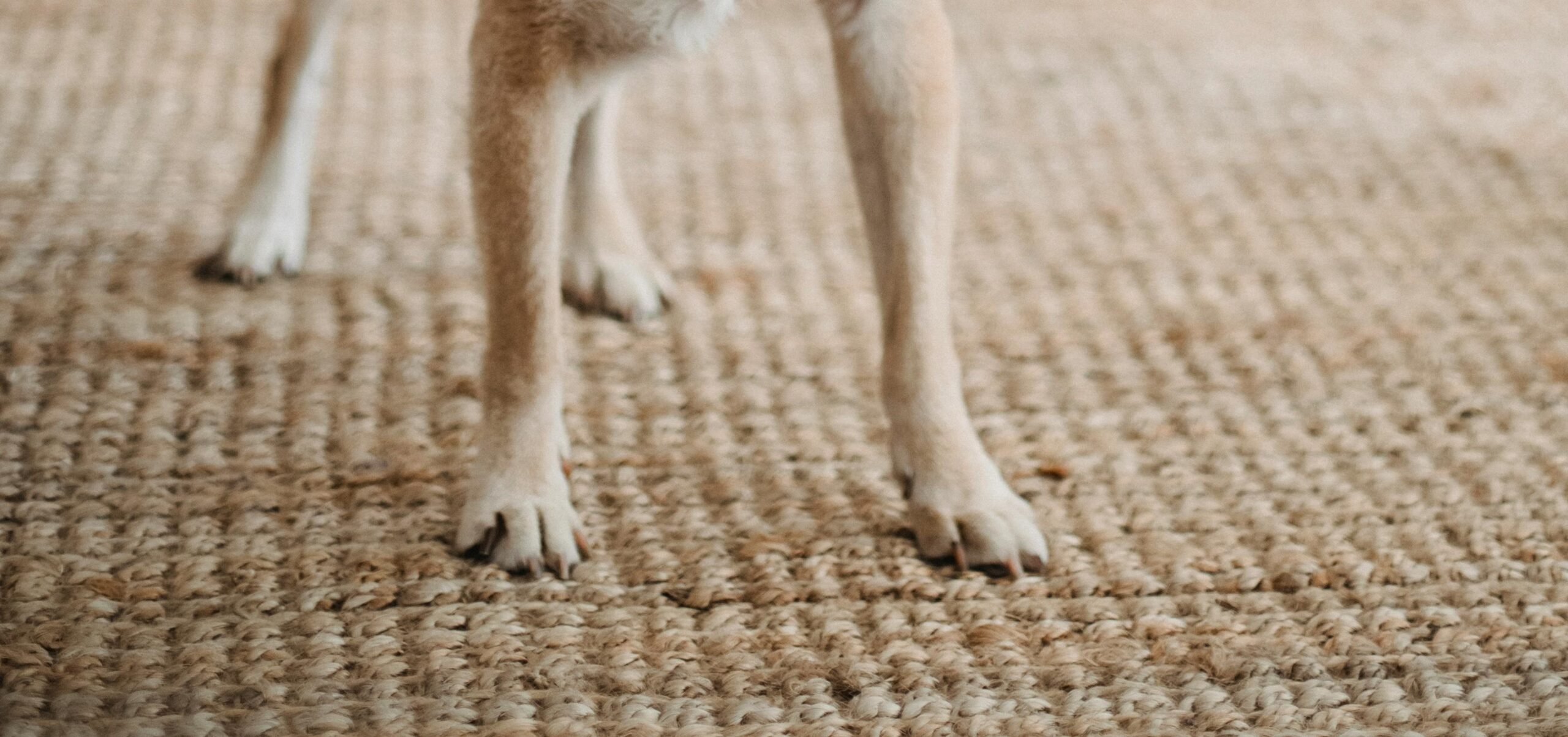 Dogs owners may want to reconsider the purchase of jute rugs. Jute holds on to liquids like dog urine which causes permanent staining and lingering odor.