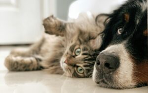 Whether you have cats or dogs, pet urine Can Damage Rugs and Carpet.
