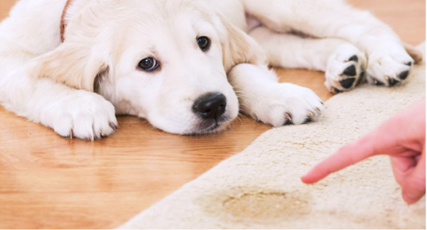 When pets are potty-training, accidents happen.