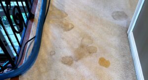 Pet urine damage can trash carpet to the point that it cannot be salvaged.