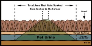 Pet urine spots are like icebergs - so much of the harm is under the surface.