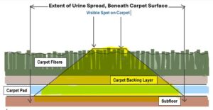 What may look like a small spot on your carpet surface may have soaked deep and wide into your flooring.