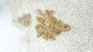 Coffee stains respond to professional cleaning.