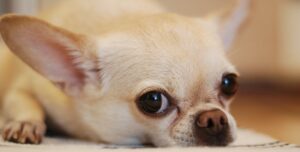 Pet pee spots need quick responses.